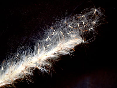 light, dry, garden, grass thumbnail