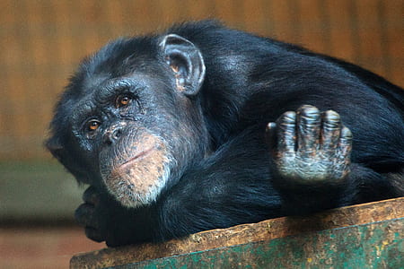primate lying on brown surface thumbnail