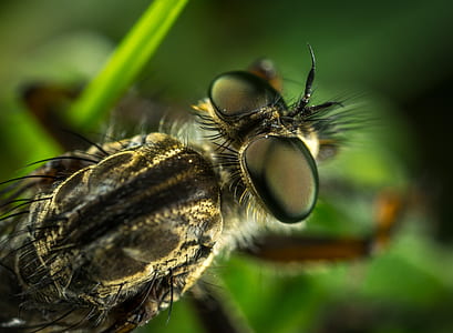 close-up photography of black insect on green leaf plant thumbnail
