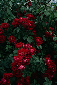 Red Flowers thumbnail