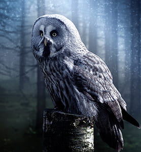 white and grey owl thumbnail