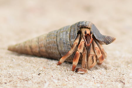 brown hermit crab thumbnail