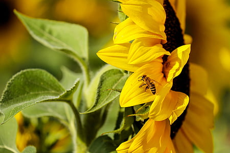 sunflower selective focus photography thumbnail