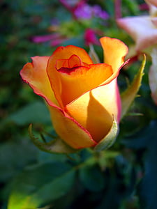 yellow and red rose flower in selective focus photography thumbnail