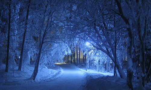 snow covered pathway between trees during nighttime thumbnail