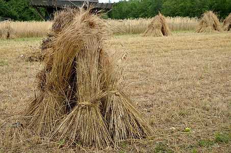 brown hay in brown grass field at daytime thumbnail
