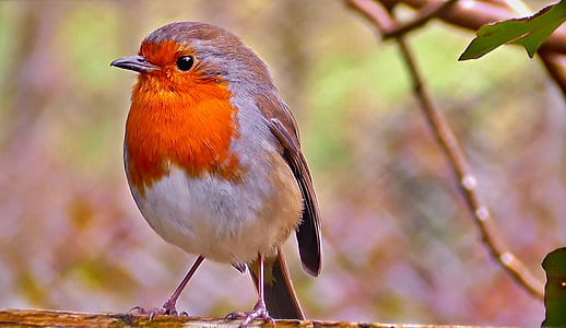 orange and white bird on tree branch thumbnail