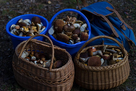 Four Basket of Mushrooms L thumbnail