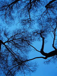 wood, dawn, landscape, nature thumbnail