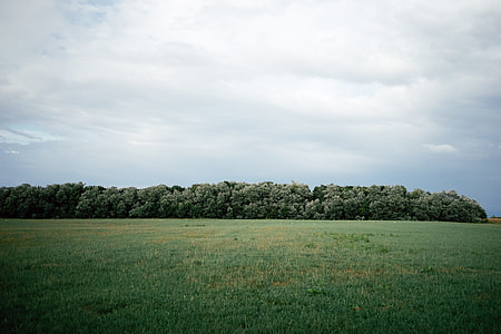Field and forest on a rainy day thumbnail
