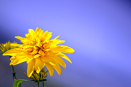 yellow flowers thumbnail