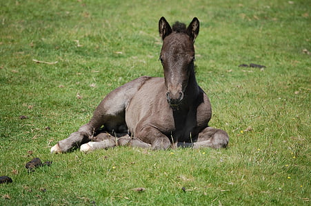 brown horse on green grassland thumbnail