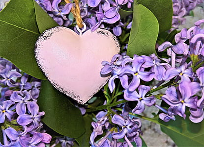 close-up photo of silver-colored heart pendant necklace and purple hyacinth flowers thumbnail