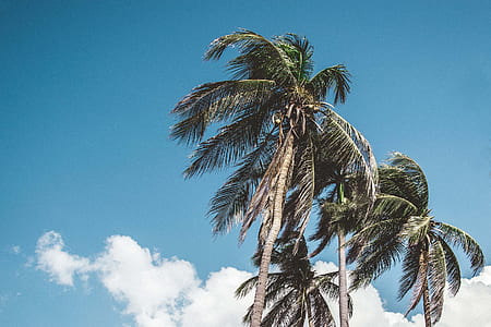 bottom view of coconuts thumbnail