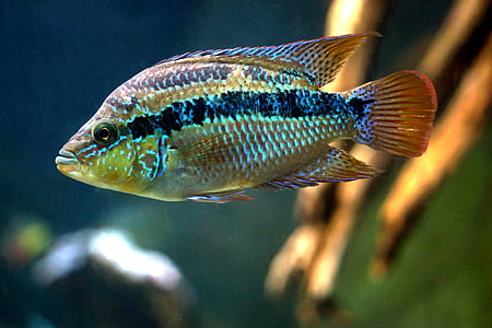 brown fish photography thumbnail