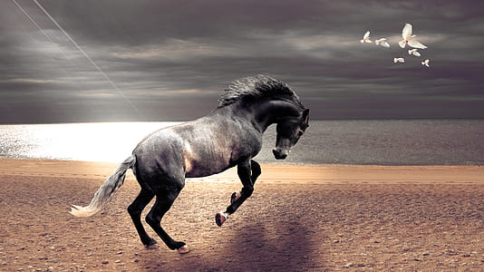 black and white horse standing on brown sand thumbnail