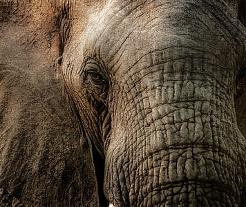 gray elephant thumbnail