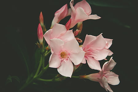 close-up photo of pink 5-petaled flowers thumbnail