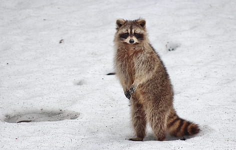 brown raccoons standing on snow thumbnail