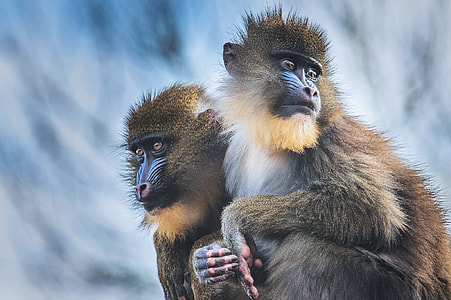 Closeup shot of Mandrill Monkeys thumbnail