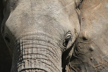closeup photo of elephant thumbnail