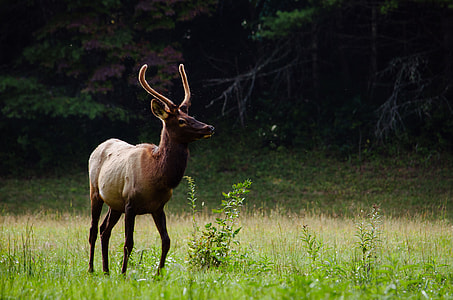 brown deer on green grass lawn during daytime thumbnail