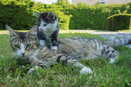 silver tabby cat lying on ground thumbnail
