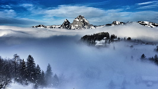 trees covered with fog thumbnail