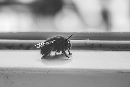 grayscale photo of bumble bee perching on surface thumbnail