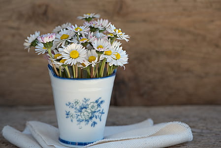 white and yellow sunflowers thumbnail