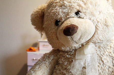 teddy bear, toy thumbnail