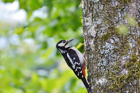 Woodpecker, Great Spotted Woodpecker thumbnail