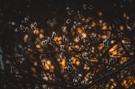 Shallow Focus Photography of Gray Plants thumbnail