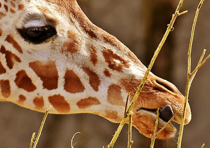 selective focus photography of giraffe thumbnail