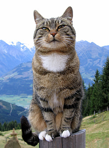 photo of brown tabby cat thumbnail