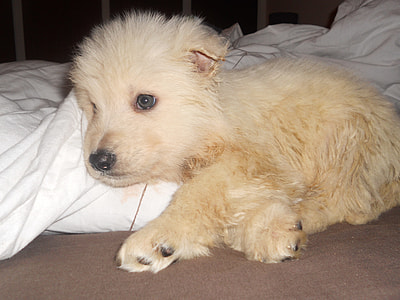 white spitz puppy lying on white textile thumbnail