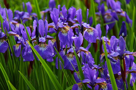 purple petal flowers photo thumbnail