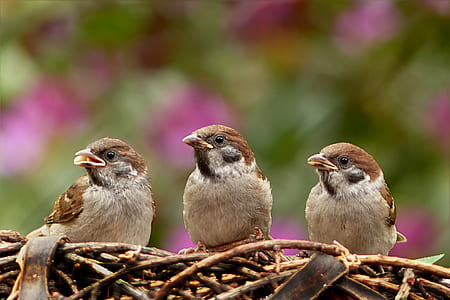 three brown sparrows on nest thumbnail