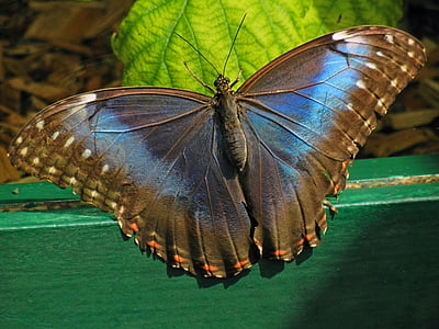 brown butterfly on green wooden surface thumbnail