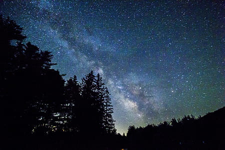 silhouette of pine trees under starry night thumbnail