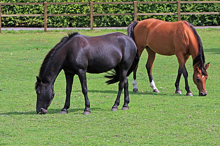 two brown and black horses on grass field thumbnail