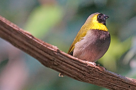 gray and yellow bird thumbnail