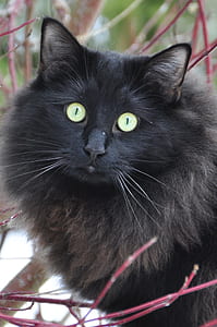 long-coated brown and black cat thumbnail
