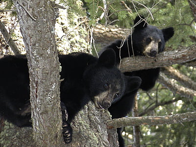 two black bears on tree top thumbnail