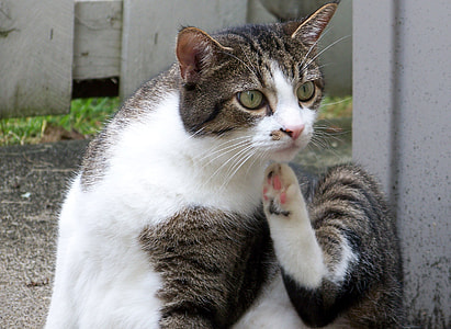 silver tabby cat thumbnail