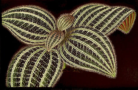 ornamental apartment, foliage green and white, green, decoration, deco, leaves thumbnail