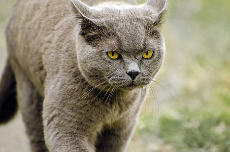 korat cat on green grass thumbnail