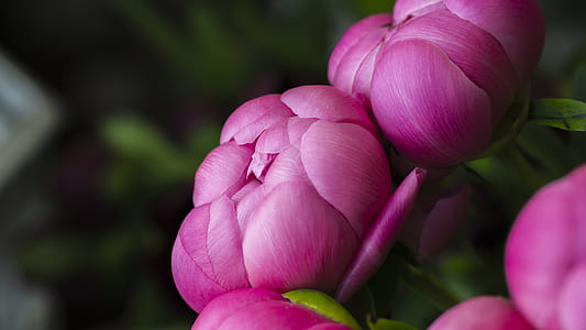 purple petaled flowers thumbnail