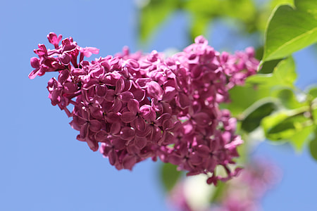 macro shot photography of pink flowers thumbnail