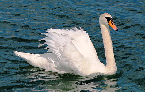 white swan swimming on body of water thumbnail
